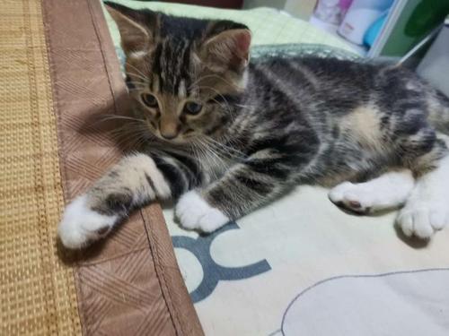 两个月大的幼猫