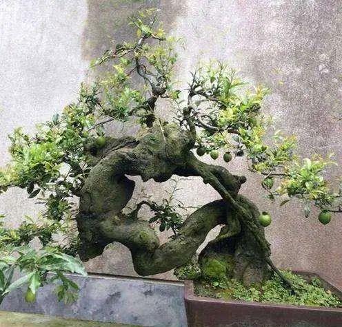 3种盆景树比一般盆栽贵但个个大气端庄适合客厅养