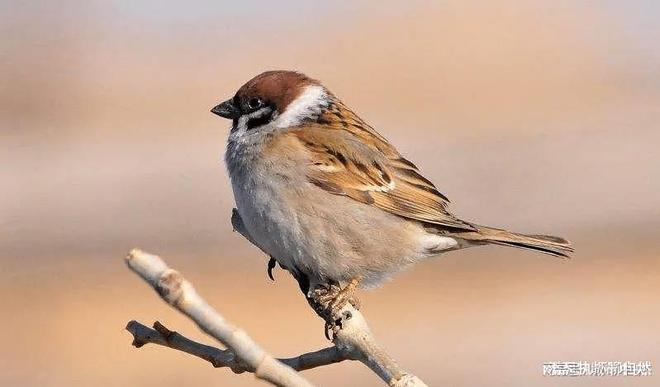 不起眼的小灰鸟麻雀真的这么土吗看看这25种可爱的麻雀