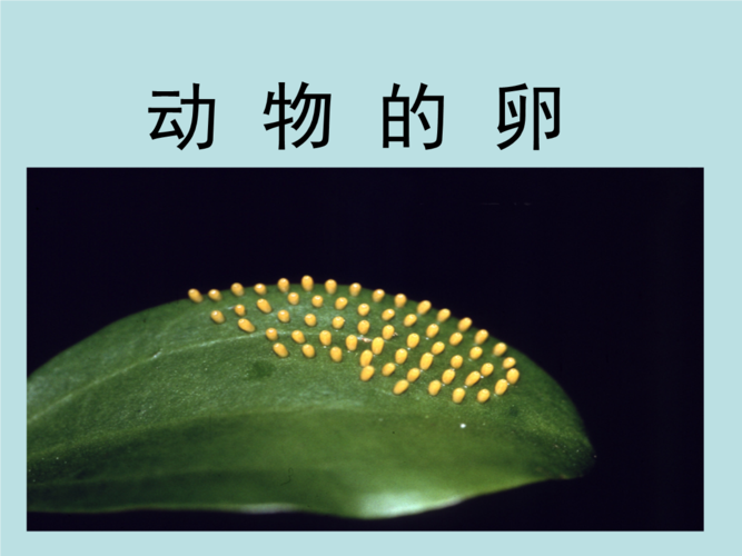 教科版小学科学四年级下册课件《动物的卵》 .ppt.ppt