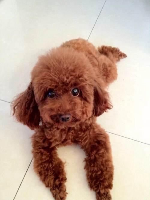 大体泰迪狗图片成犬