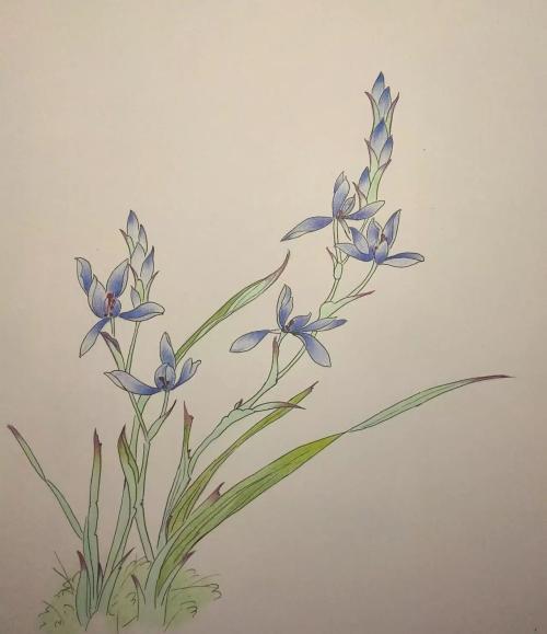兰花简笔画彩铅