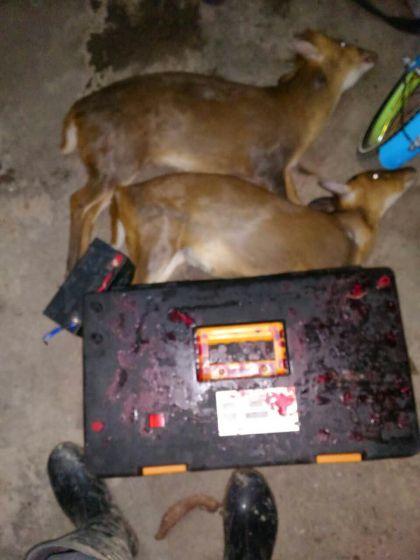 捕猪机,捕兔机-电野猪机,野猪捕捉器-野山鸡捕捉器