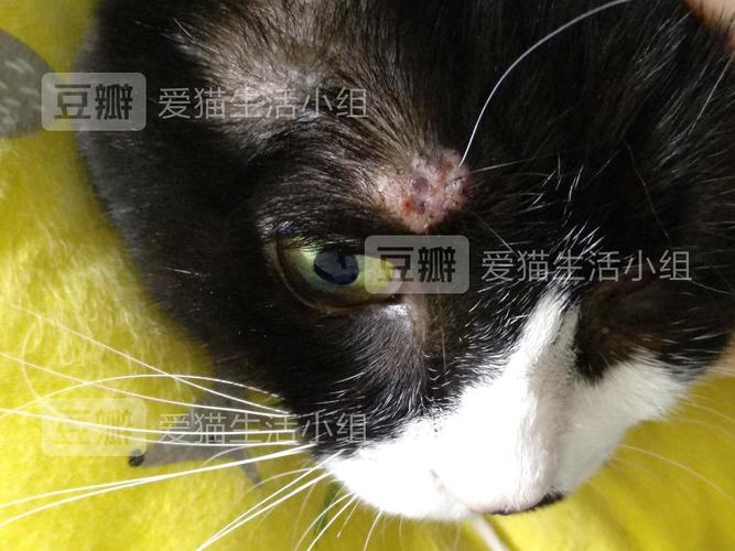【讨论】猫咪肥大细胞瘤的治疗过程记录(已切)
