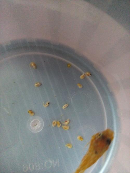 刚生小鱼,小鱼好像不动么,是怎么回事啊.