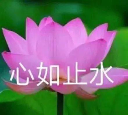 用了"佛系莲花"系列, 整个人都清心寡欲了起来呢! 也会红到全体年轻