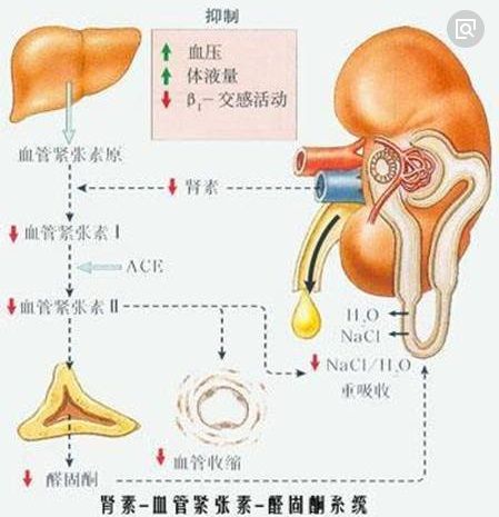 血管紧张素ii 新闻专题 >> 正文 【angii对肾脏的作用及其机制】