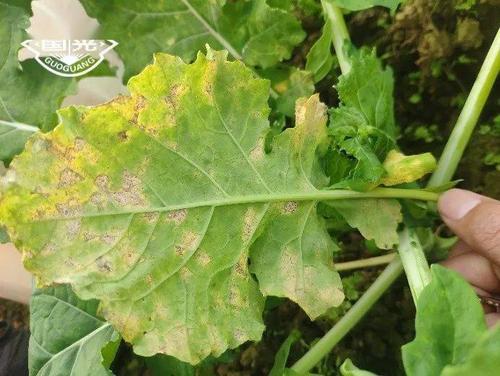 四川中江地区当前油菜管理要点