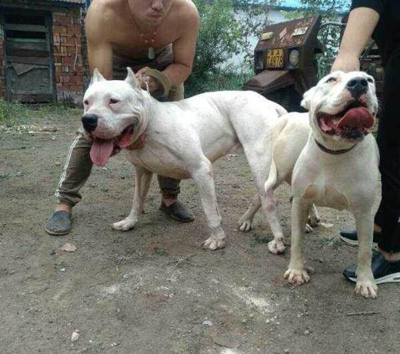 中国登录冠军阿波罗的小杜高