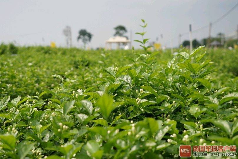 南宁拟立法保护横县茉莉花 已提交人大常委审议