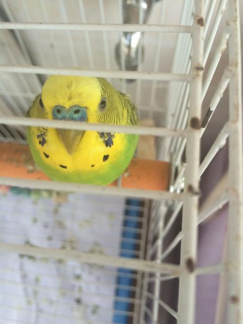 虎皮鹦鹉鼻子上方出血了是怎么回事?