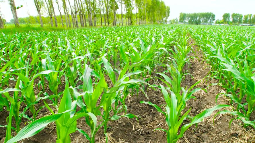 玉米苗成长期_3840x2160_高清视频素材下载(编号:4723202)_实拍视频