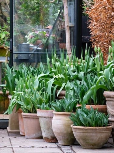 想让花园更快出效果,可以试试堆花盆