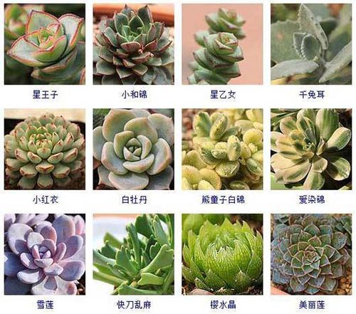 多肉植物品种及图片大全