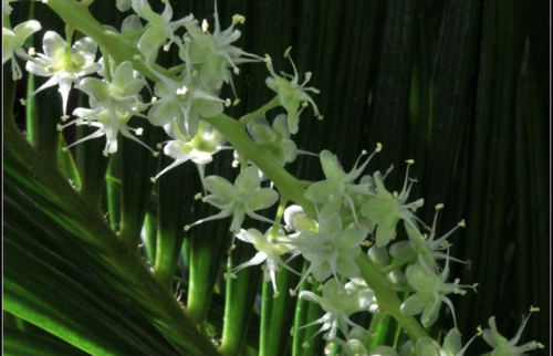 凤尾竹的种子和花是什么样子?