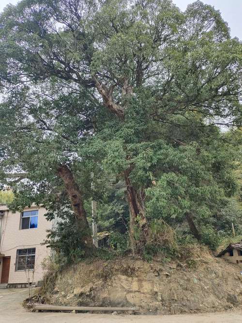 家门前的苦槠树