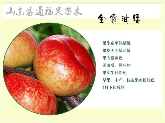 金霞油蟠桃苗外形特征,特点及生长习性