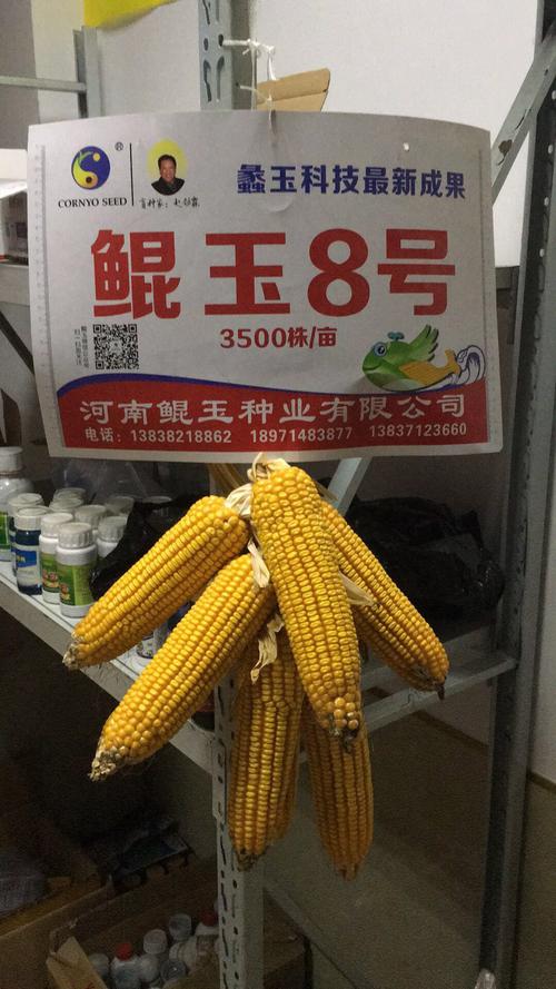 鲲玉8号玉米种