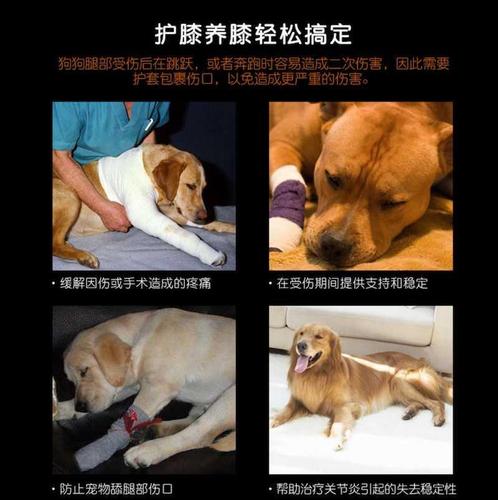 宠物狗狗腿部骨折固定护具夹板狗后腿支架残疾狗前腿辅助狗腿瘸带