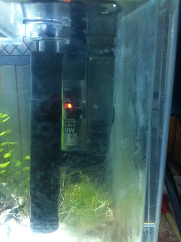 满缸的白膜啊_硝化细菌吧_百度贴吧_金鱼吧_百度贴吧; 关于鱼缸硝化菌