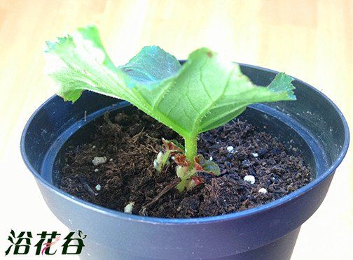 丽格海棠扦插之叶片和枝条扦插