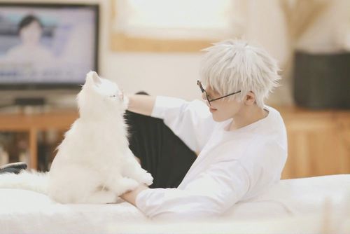 有了白猫的五条悟老师终于不需要在家中放空,这也是很多大城市工作的