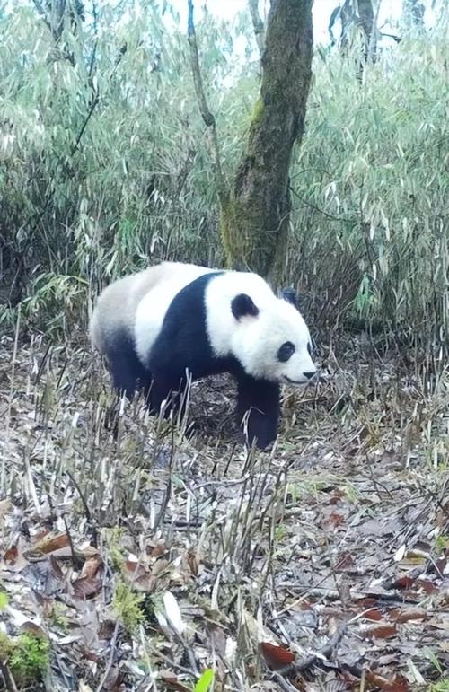 大熊猫国家公园崇州片区又拍到大熊猫啦竟然还不止一只