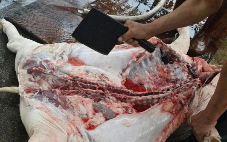 由于老家在山区农村,七十年代末八十年代初还很肚,一日三餐都是粗粮