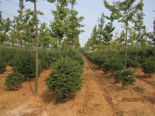 名称:大连市金州华家恒泰苗圃