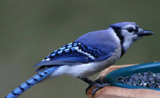 只有中国才有的6种珍稀鸟类:朱鹮可不是国鸟,只有它才