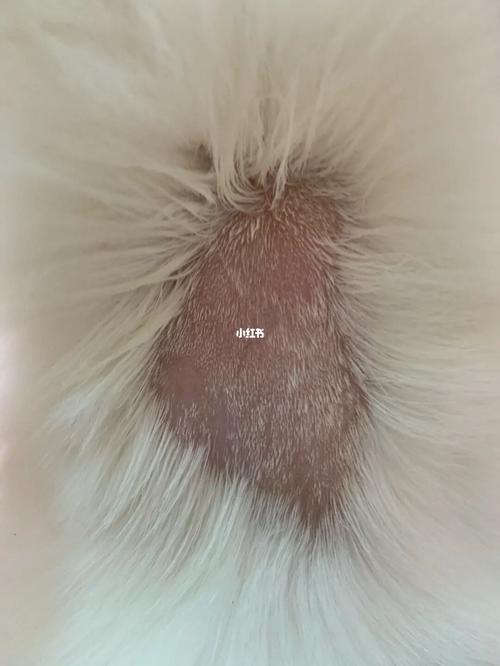 猫咪皮肤病_皮肤病_猫咪_福来恩怎么样_驱虫_宠物_猫