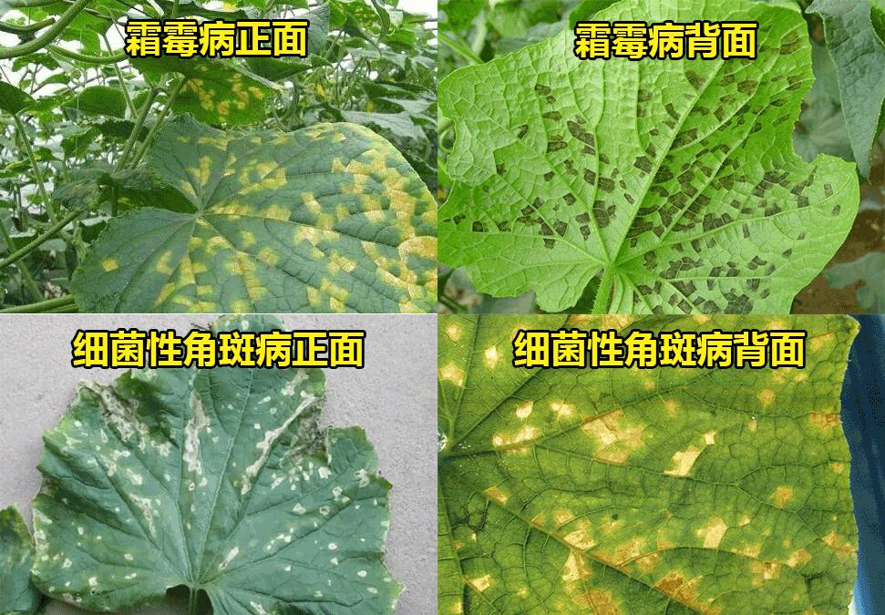 黄瓜霜霉病与细菌性角斑病症状相似,还时常混发,农民已彻底蒙圈