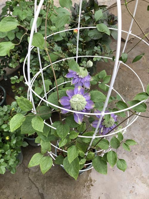 我的蓝光叶子怎么了?_铁线莲_家居家装_家居装饰