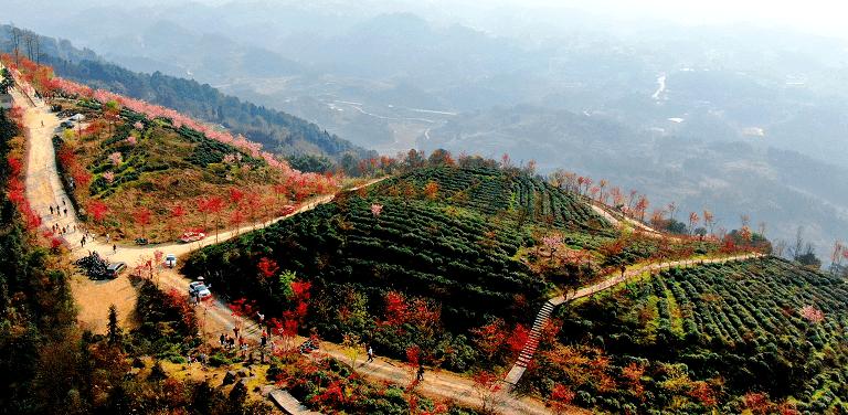 太美啦江津猫山8000株樱花盛放现在去正好