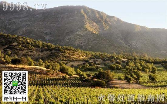 迈坡谷(maipo valley)