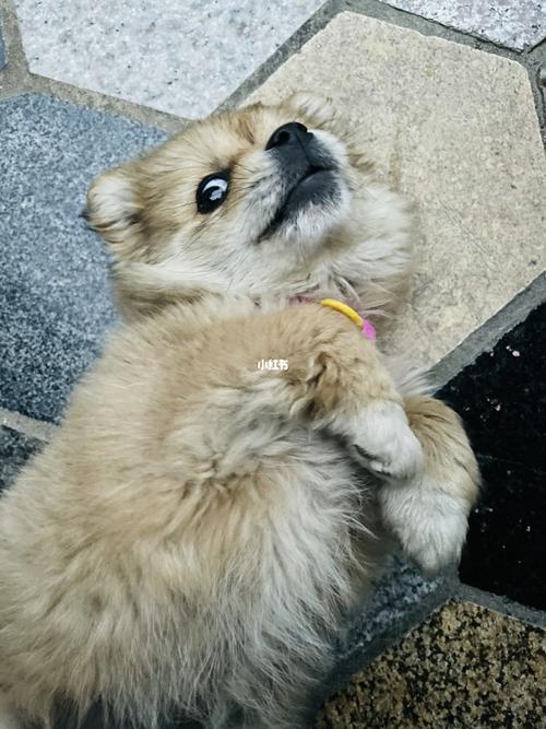 逐渐疯癫_宠物_我家宠物好可爱_宠物_狗