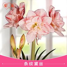 圣茵朱顶红 进口朱顶红重瓣种球 条纹黛丝