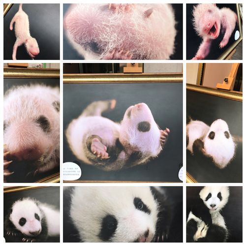 暑假参观成都大熊猫繁育基地