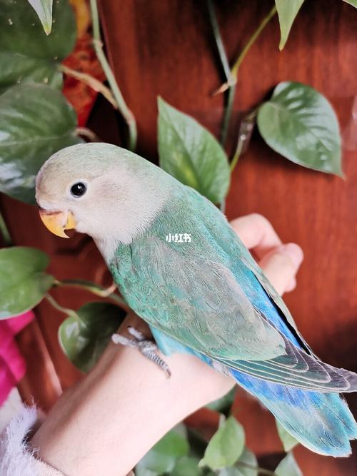 手养断奶绿金顶牡丹鹦鹉_鹦鹉_牡丹_断奶_手养牡丹鹦鹉_宠物_宠物其他