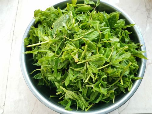 东北农村,常吃的16种山野菜,现在城市里很少见,你吃过