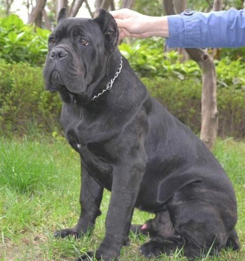 焦作供应卡斯罗犬幼犬价格卡斯罗犬多 少钱血统书齐全国包邮 卡斯罗犬