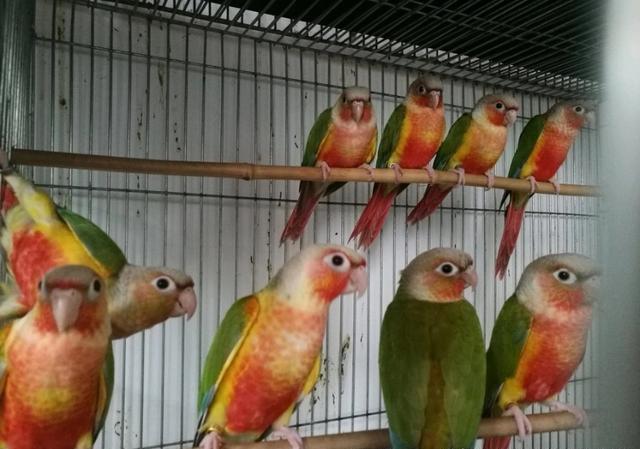 三,鹦鹉趴度之分 趴度分高趴,中趴,低趴,三种,小太阳金太阳鹦鹉是