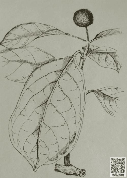 植物插画素描图片-植物花卉