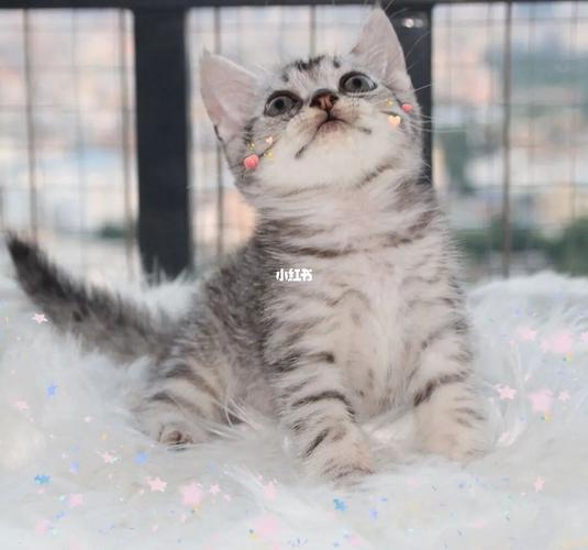 秒懂猫咪|美短|鱼骨纹_美短_猫咪_长沙攻略_条纹_宠物