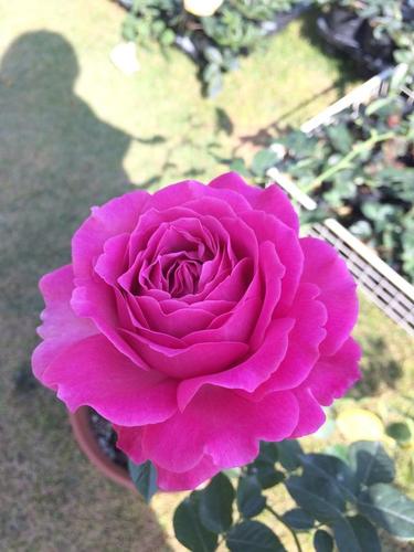 "零差评"月季花,花型美丽,香气浓郁,四季勤开花,盆栽也可以