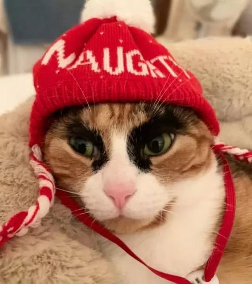 三花猫天生一对粗眉毛,看一眼笑半天:如花,是你吗?