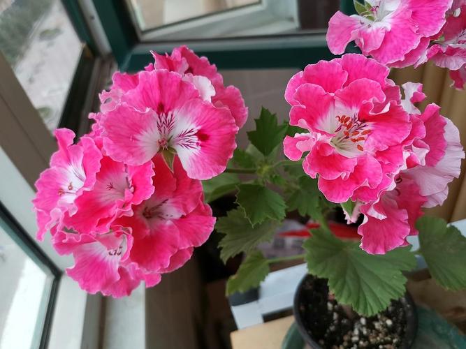 夏天到了,最后秀一波天竺葵,准备休眠.