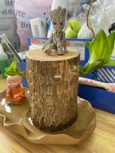 巴西木_巴西木格鲁特_家居家装_家居用品