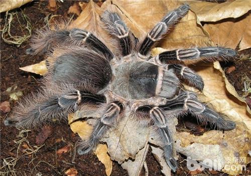 中文学名:粉红斑马脚蜘蛛    界:动物界    门:节