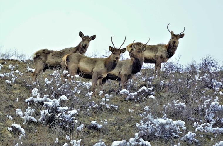 天山马鹿频现新疆天山南部高山草原